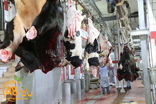 Jam3iya ada7ya (23).jpg